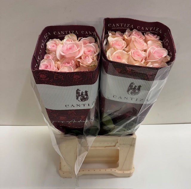 Rosa ec novia CT.jpg